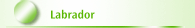 Labrador